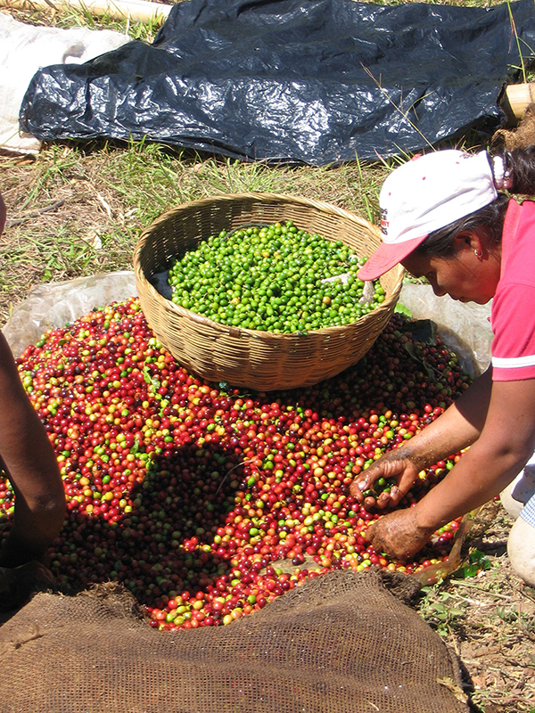 We source fresh coffee beans from around the world.